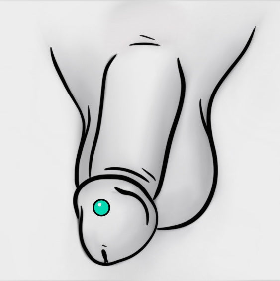 Piercing Mens Genital